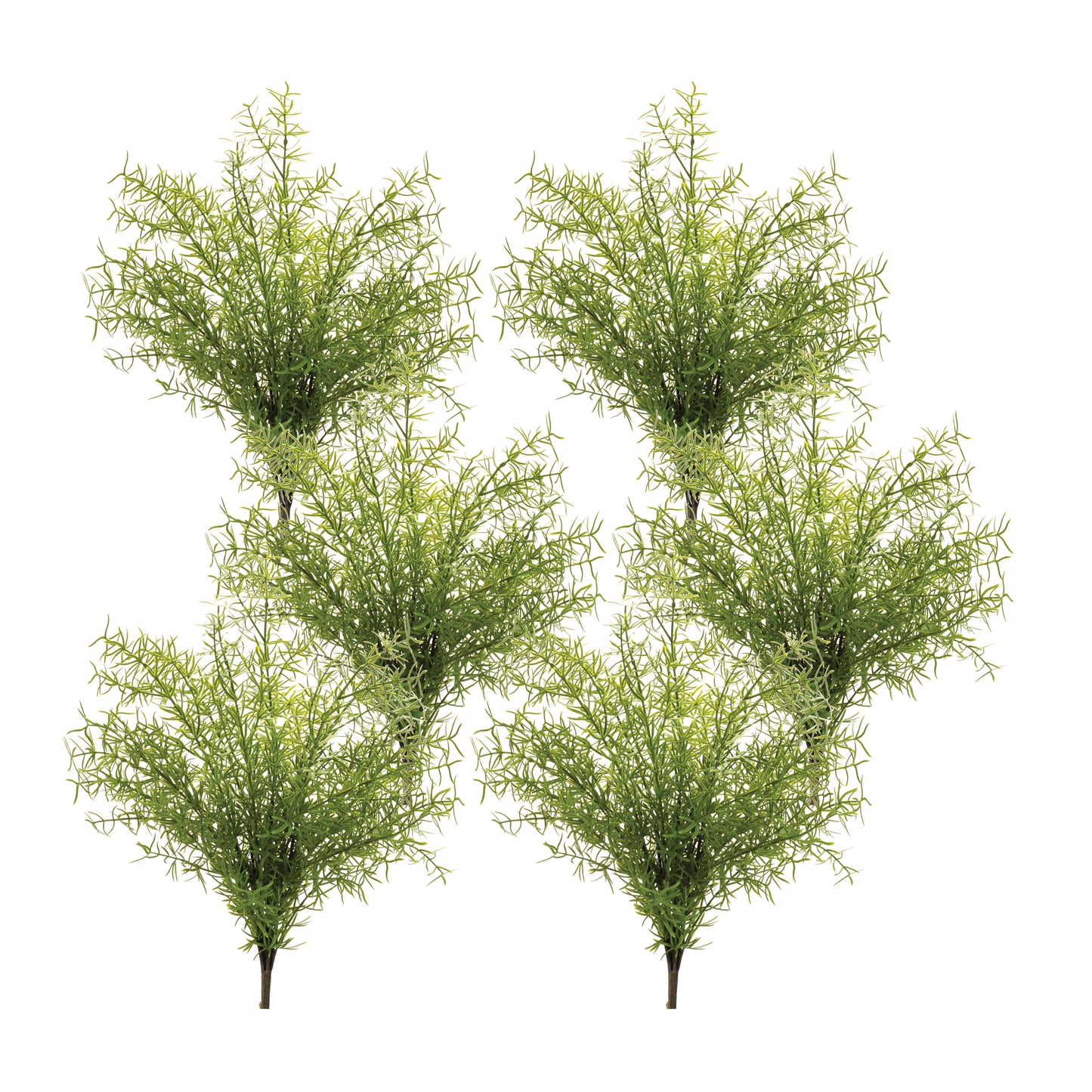 Asparagus Fern Bush (Set of 6)