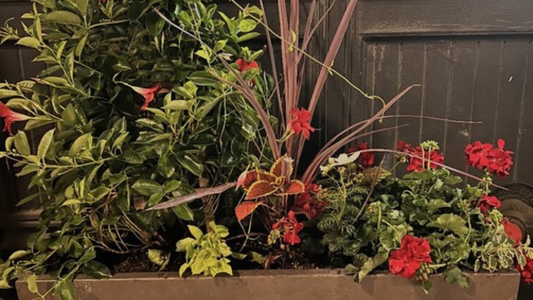 Planting a Living Welcome: Container Gardens for the Renaissance Building in Milwaukee