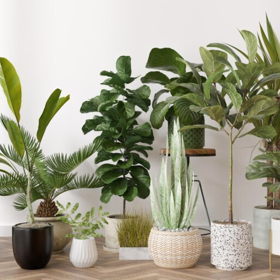 For the Home: Tips for Keeping Your Indoor Jungle Thriving in the Winter