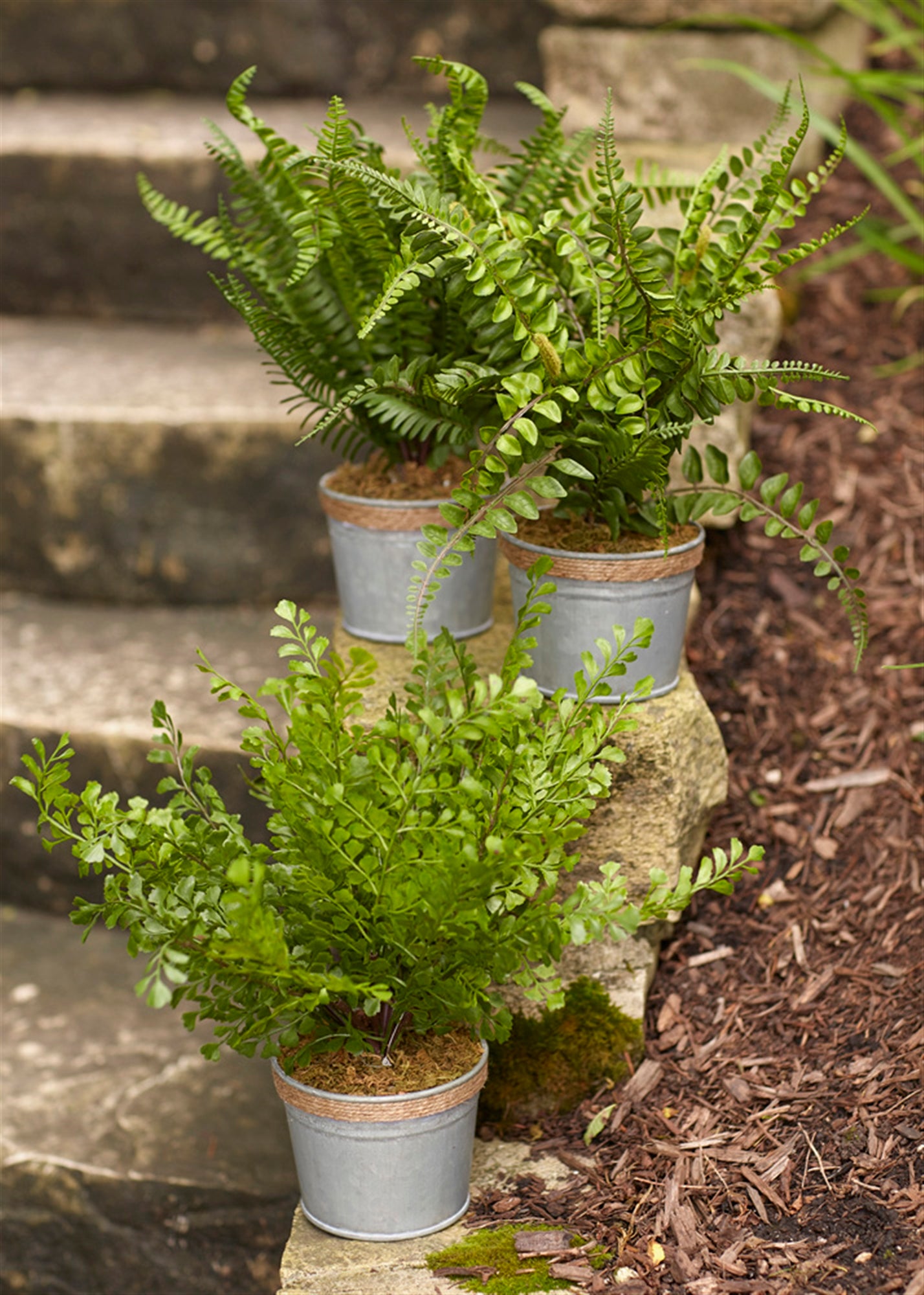 Potted Fern (Set of 3) 14.5"H Plastic/Tin