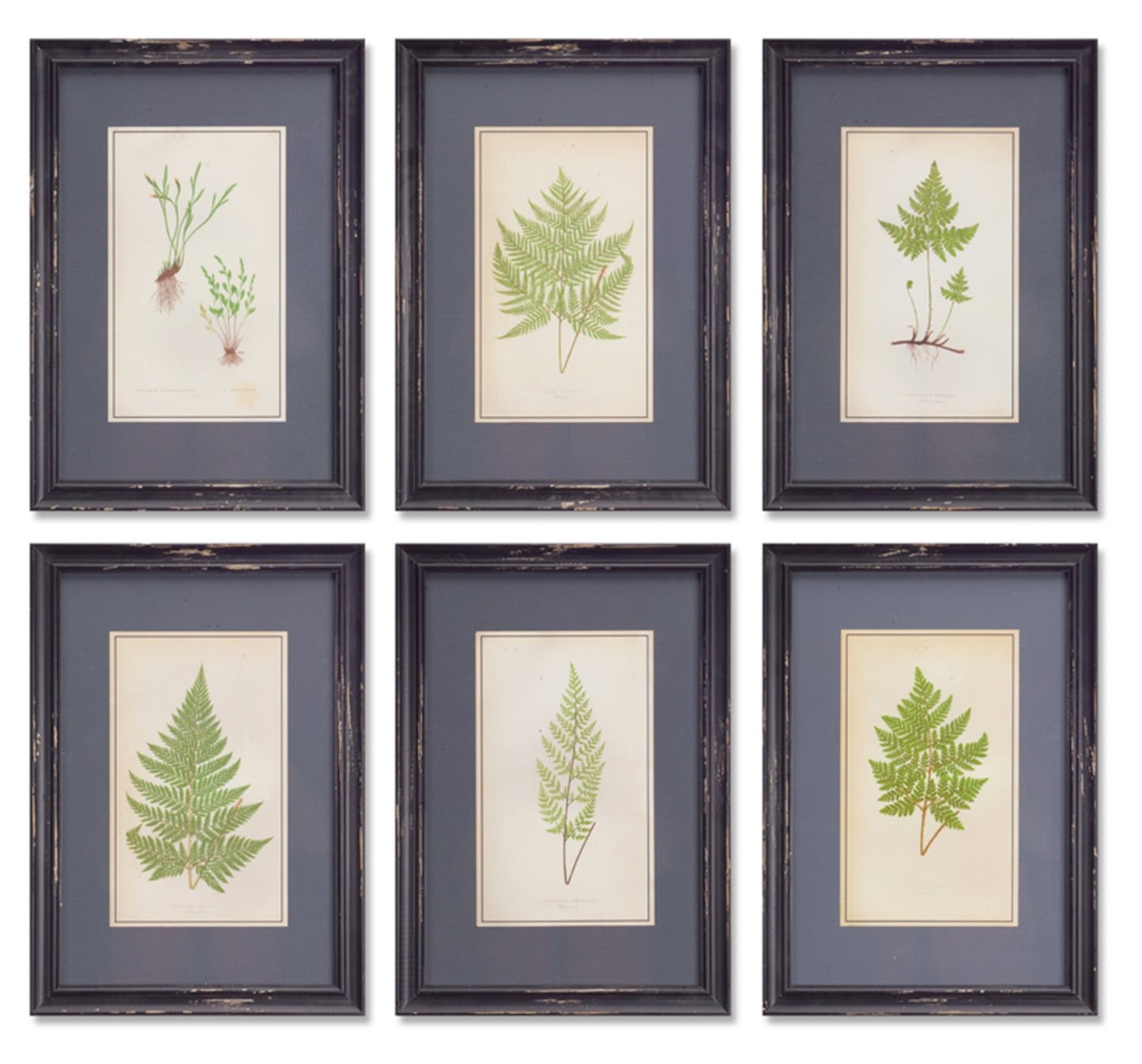 Framed Fern Prints (Set of 6) 13.5"L x 19.5"H MDF/ Glass/Wood