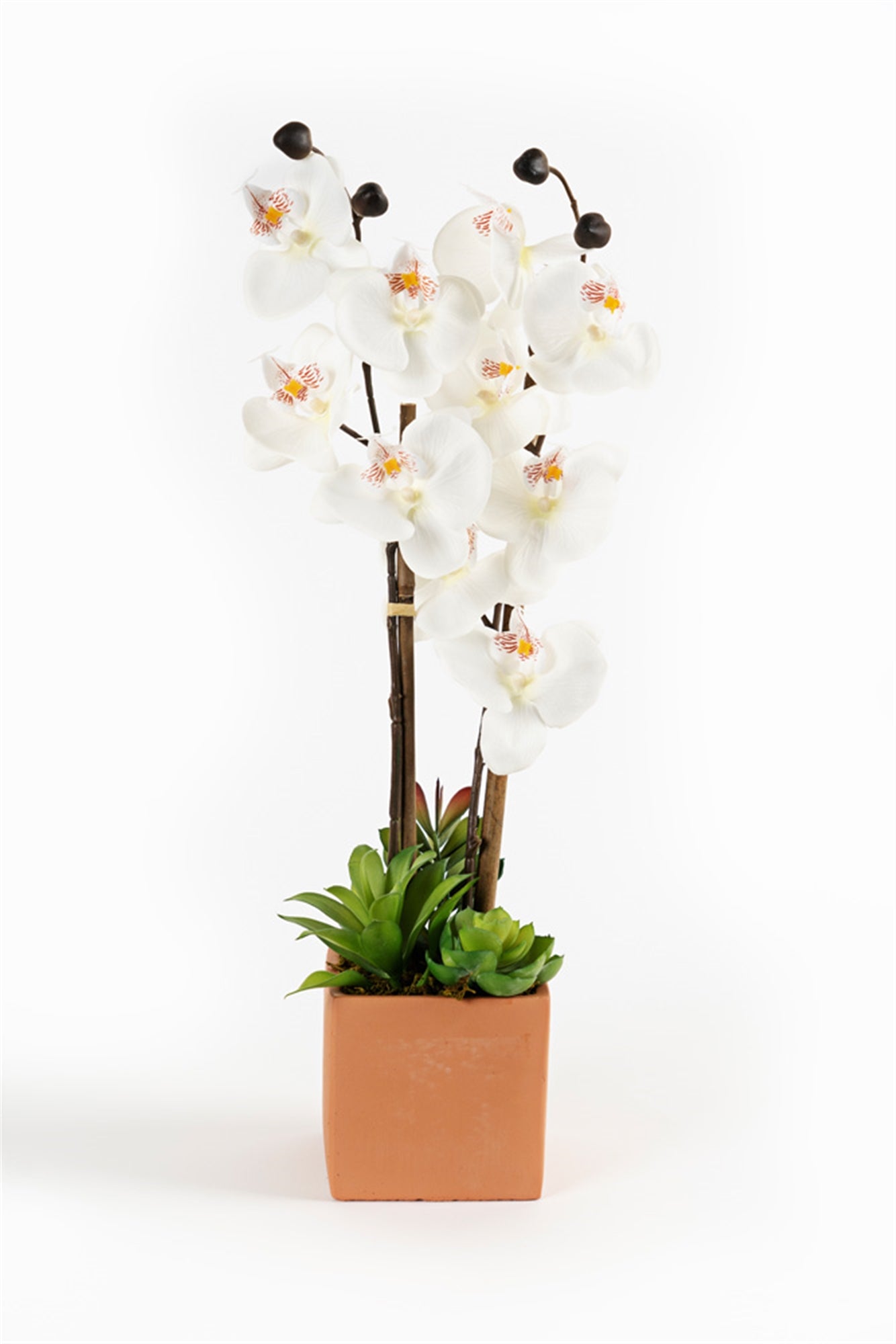 Potted Orchid Succulent Arrangement (Set of 2) Polyester/Plastic 20"