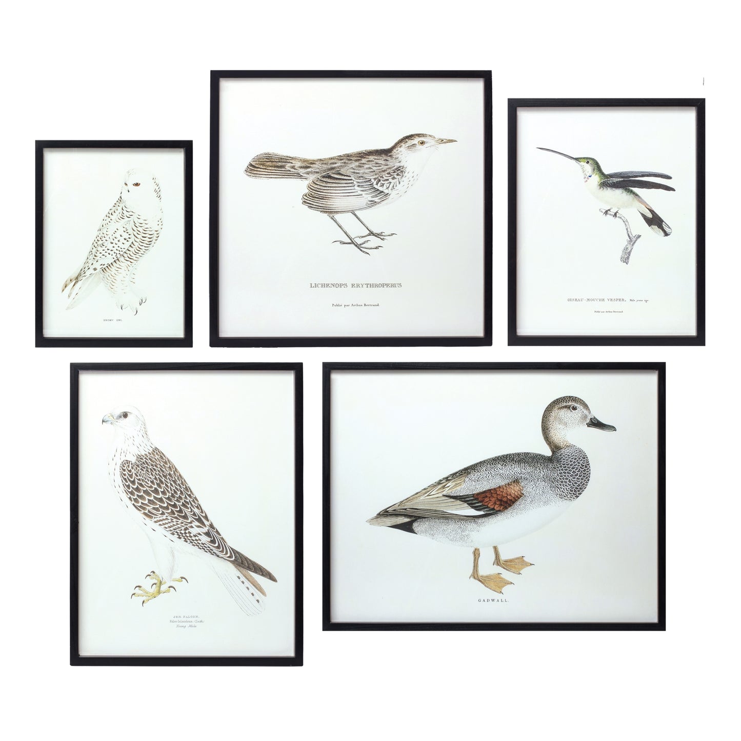 Bird Print Frame (Set of 5) 15.75"H, 17.75"H, 23.5"H, 21.75"SQ, 21.75"H Wood/MDF