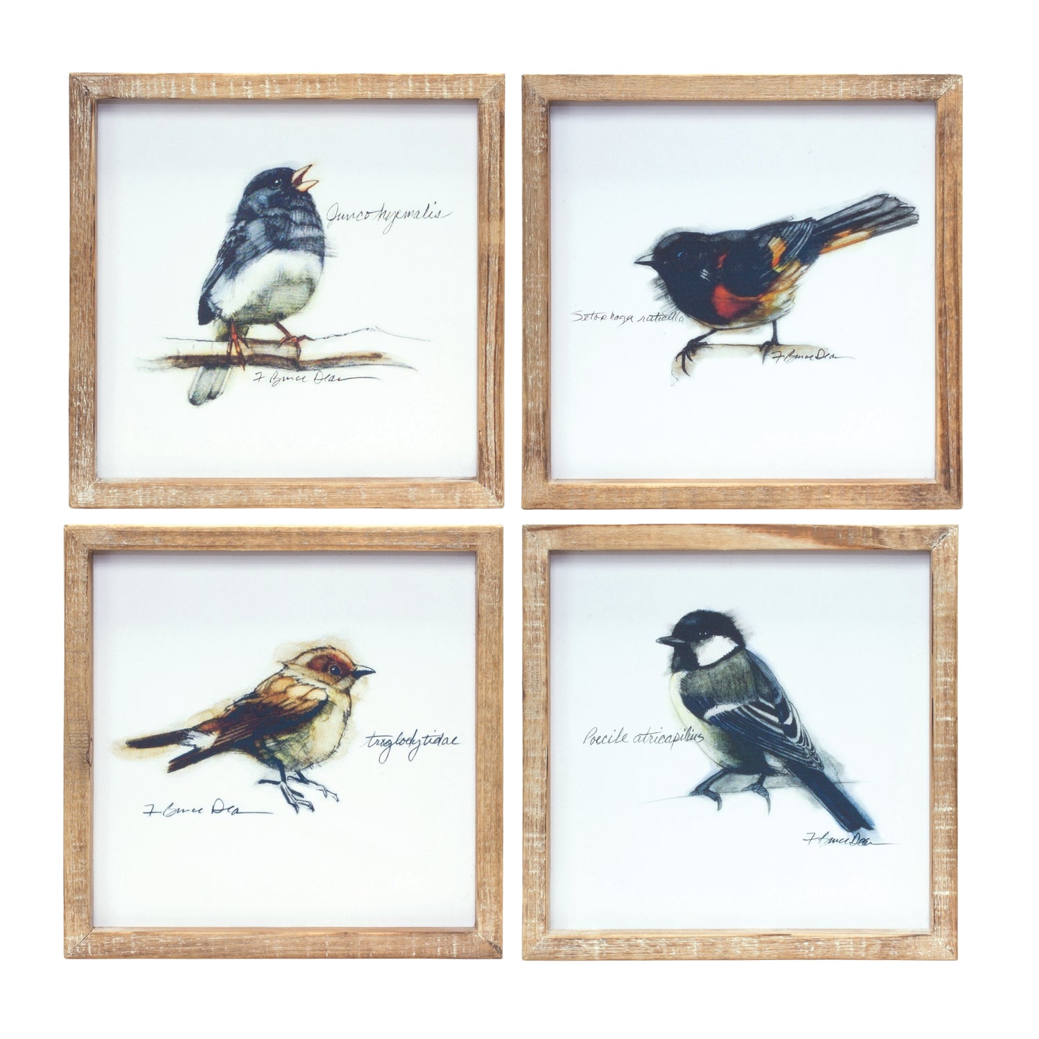 Framed Bird Print (Set of 4) 9.5"SQ MDF/Wood